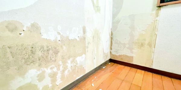 雨漏りを包囲するとカビやシロアリが発生